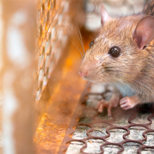 Como Eliminar Ratas, actúa con efectividad - Iluroplagas