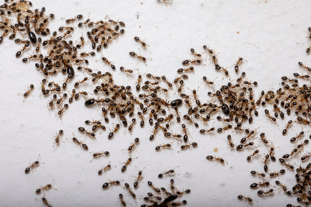ejemplo entusiasmo Conectado Cómo Acabar con la Plaga de Hormigas en Casa para Siempre - Hama