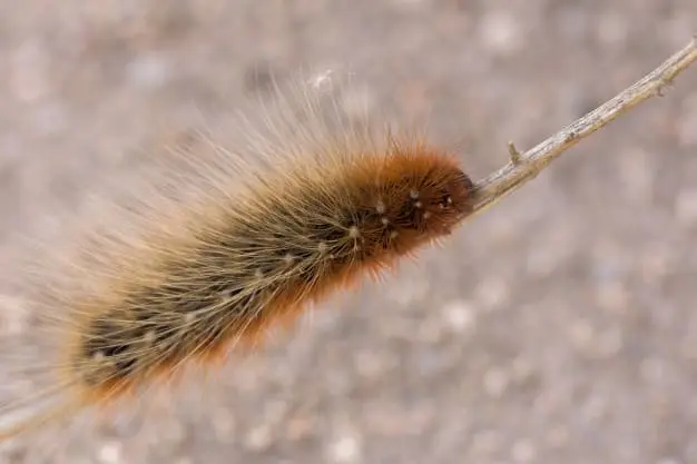 combatir oruga procesionaria