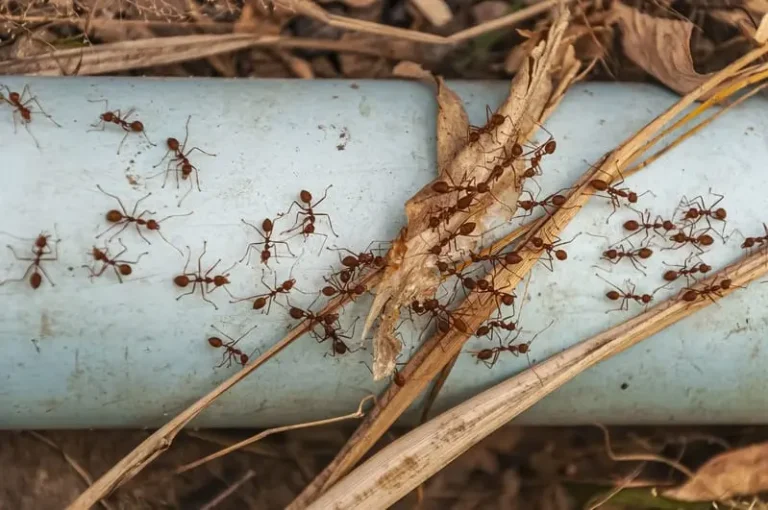 como detectar una plaga de hormigas en una vivienda